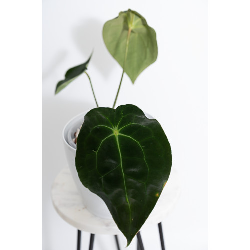 Anthurium magnificum DF x forgetii