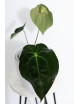 Anthurium magnificum DF x forgetii
