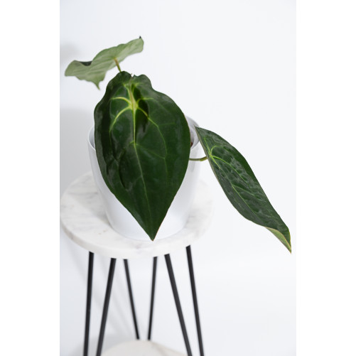 Anthurium magnificum DF x...