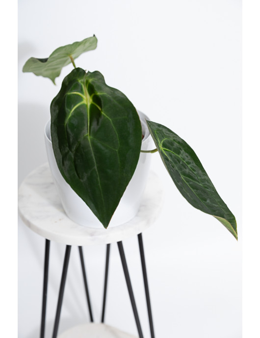 Anthurium magnificum DF x forgetii