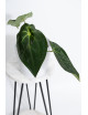 Anthurium magnificum DF x forgetii
