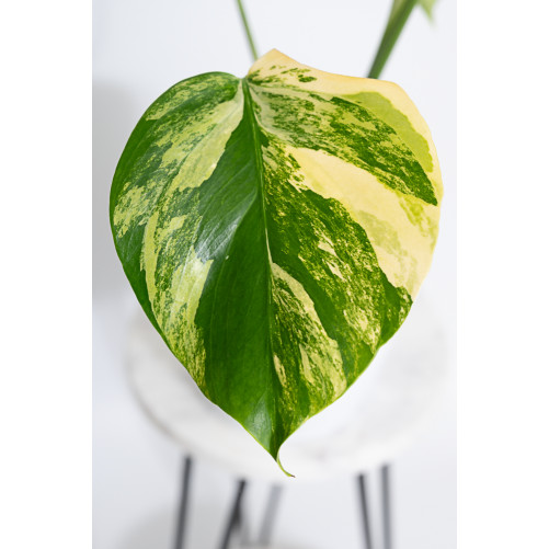 Monstera marmorata aurea