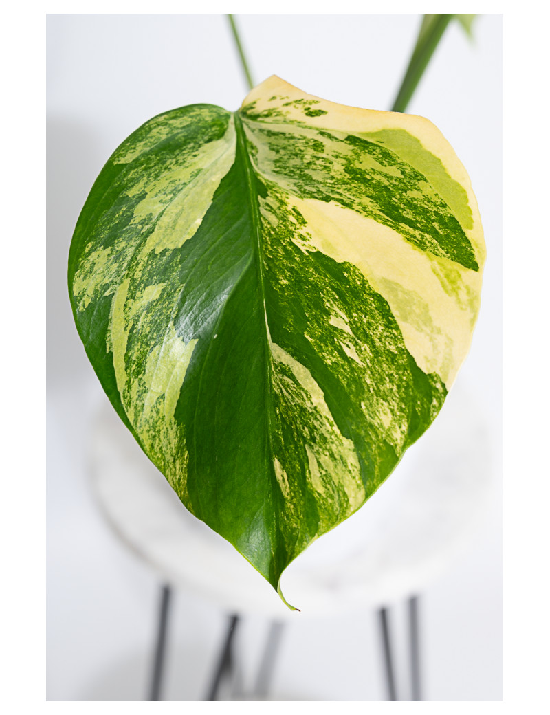 Monstera marmorata aurea