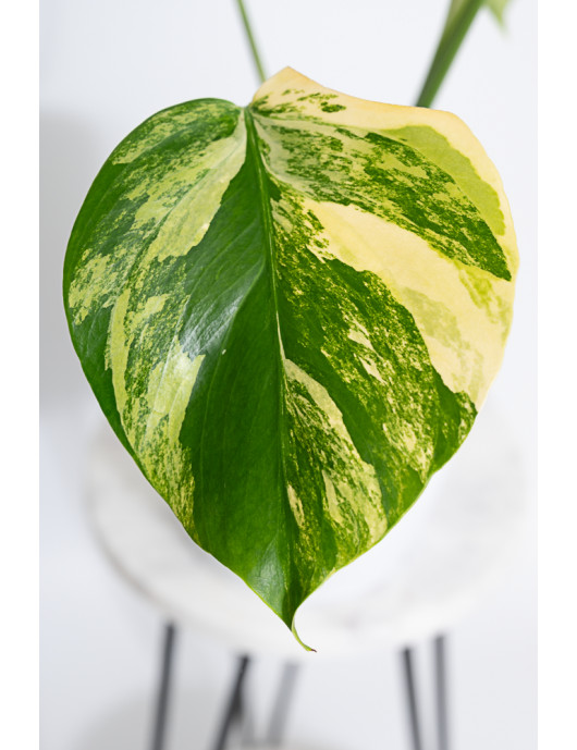 Monstera marmorata aurea