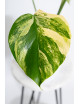 Monstera marmorata aurea