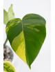 Monstera marmorata aurea