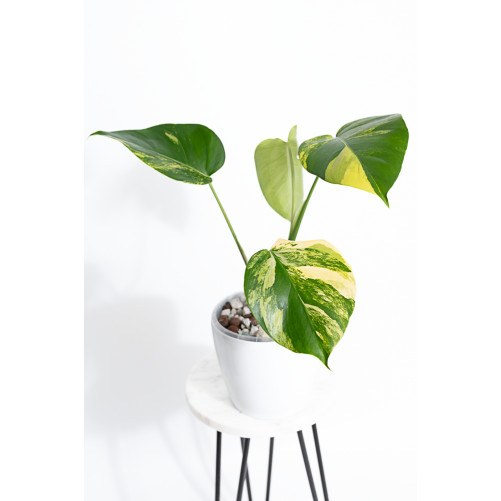 Monstera marmorata aurea