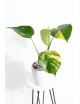 Monstera marmorata aurea