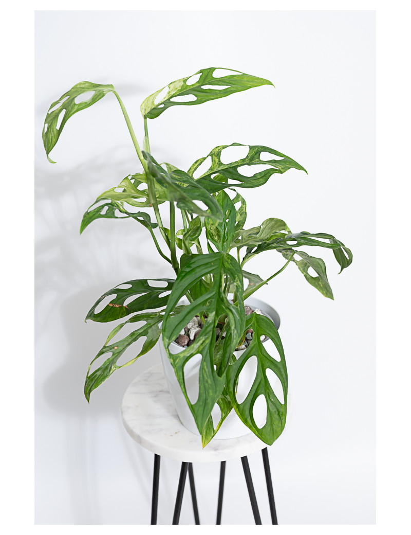 Monstera indonesian marble