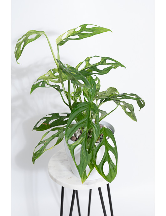 Monstera indonesian marble