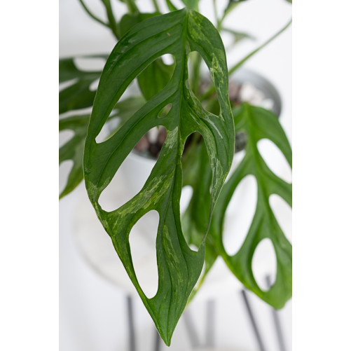 Monstera indonesian marble