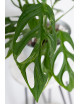 Monstera indonesian marble