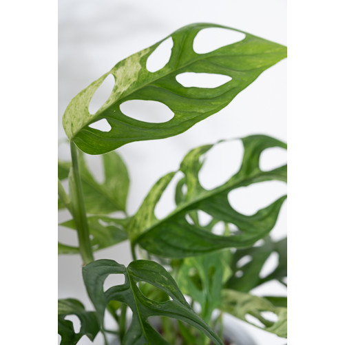 Monstera indonesian marble