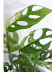 Monstera indonesian marble
