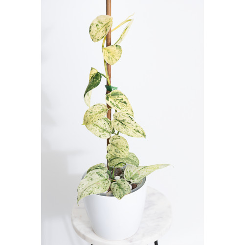 Scindapsus Halimoon Salaka