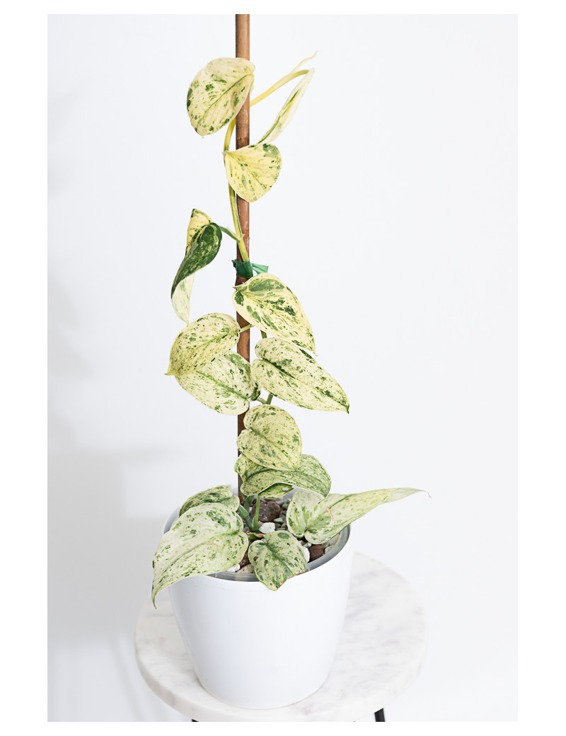 Scindapsus Halimoon Salaka