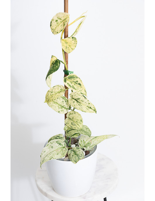 Scindapsus Halimoon Salaka