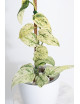 Scindapsus Halimoon Salaka