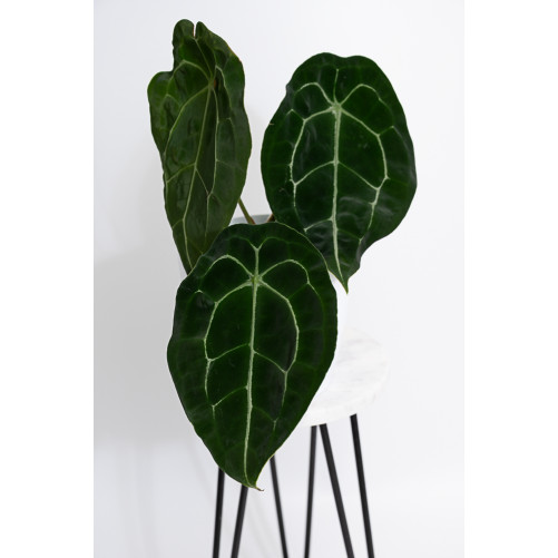 Anthurium forgetii