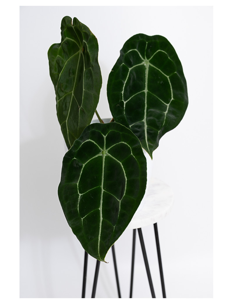 Anthurium forgetii