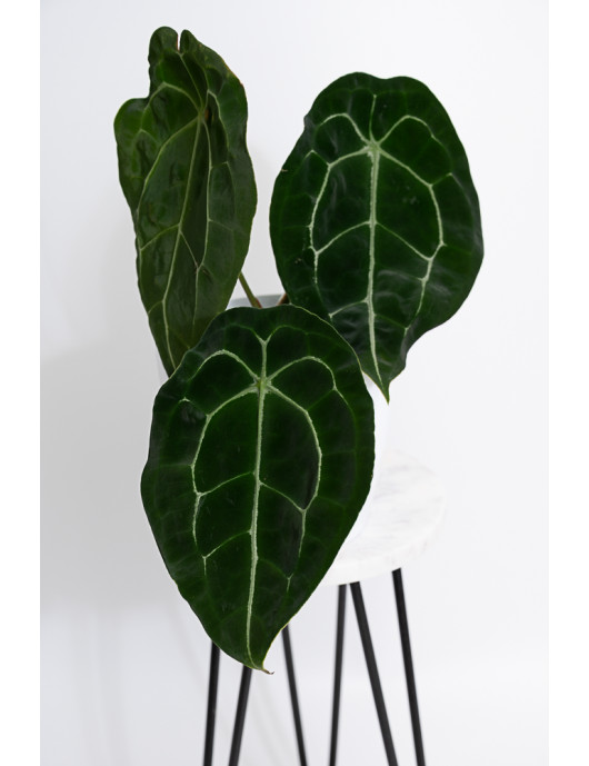 Anthurium forgetii