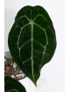 Anthurium forgetii