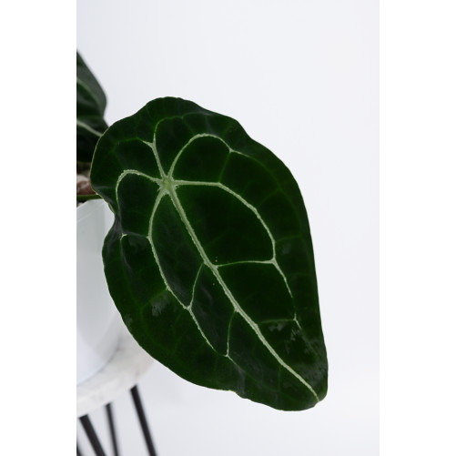 Anthurium forgetii