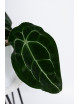 Anthurium forgetii