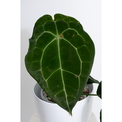 Anthurium forgetii