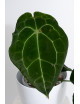 Anthurium forgetii