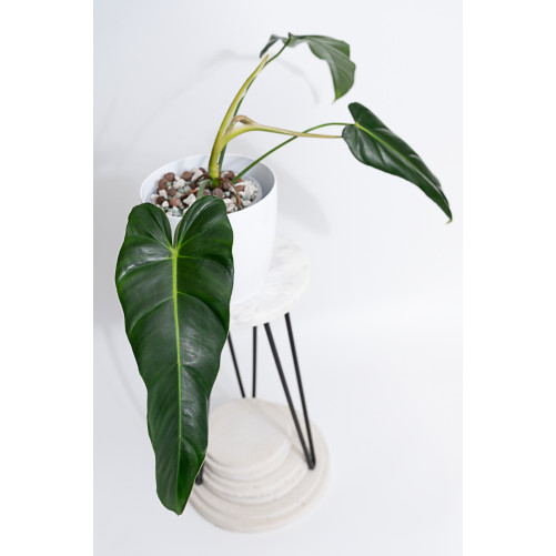 Philodendron esmeralda...