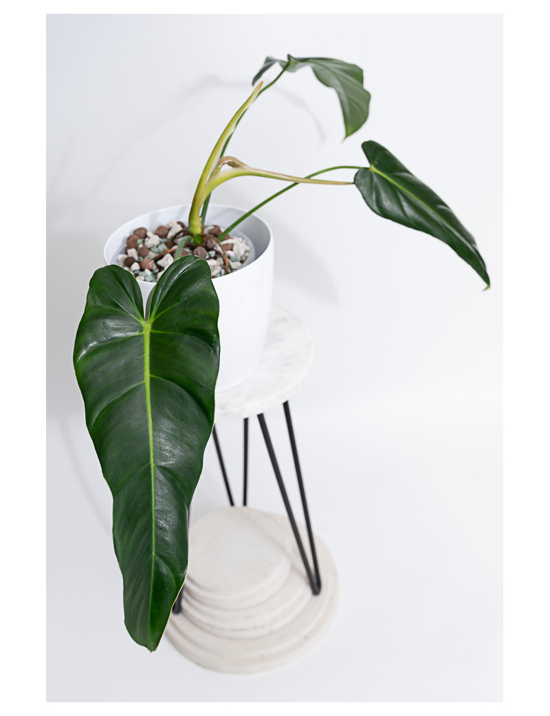Philodendron esmeralda spirit narrow