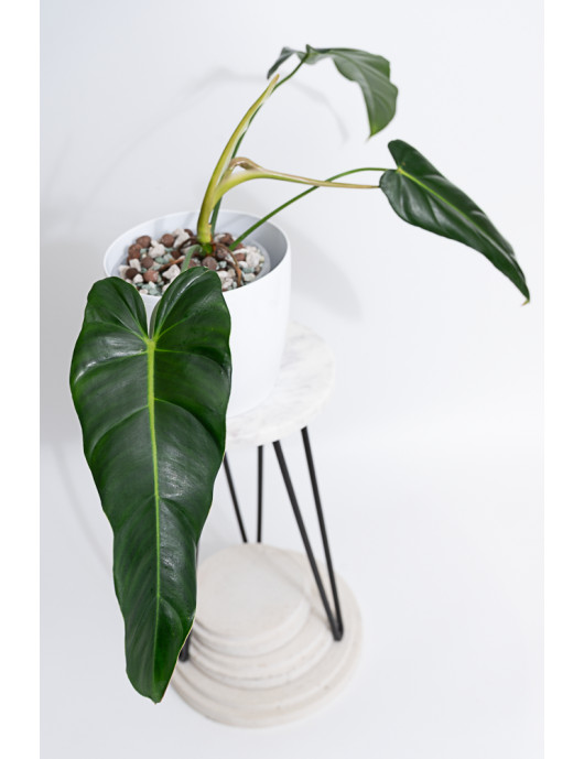 Philodendron esmeralda spirit narrow