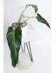 Philodendron esmeralda spirit narrow