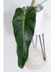Philodendron esmeralda spirit narrow