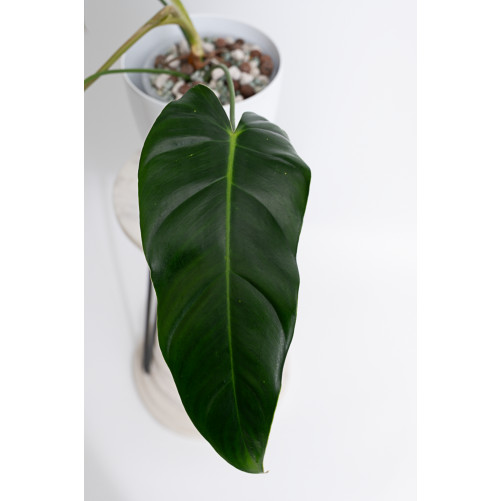 Philodendron esmeralda spirit narrow