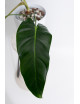 Philodendron esmeralda spirit narrow