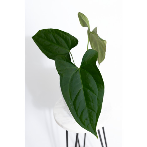 Anthurium crystallinum x...