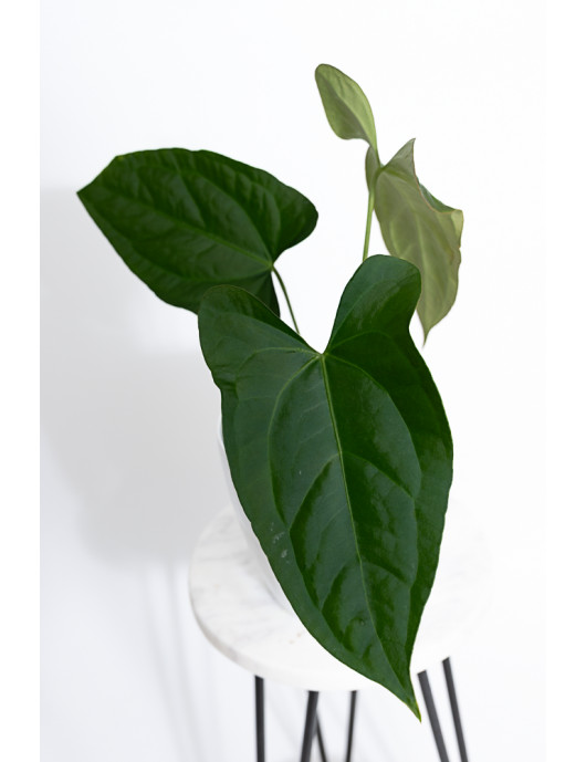Anthurium crystallinum x pinkleyi (Rabbit Ears)