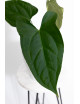 Anthurium crystallinum x pinkleyi (Rabbit Ears)