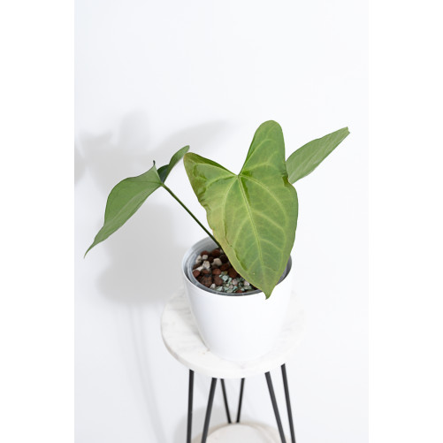 Anthurium crystallinum x pinkleyi (Rabbit Ears)