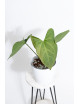 Anthurium crystallinum x pinkleyi (Rabbit Ears)