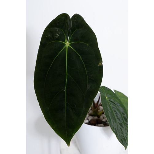 Anthurium papillilaminum