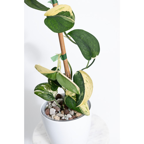 Scindapsus jade satin...