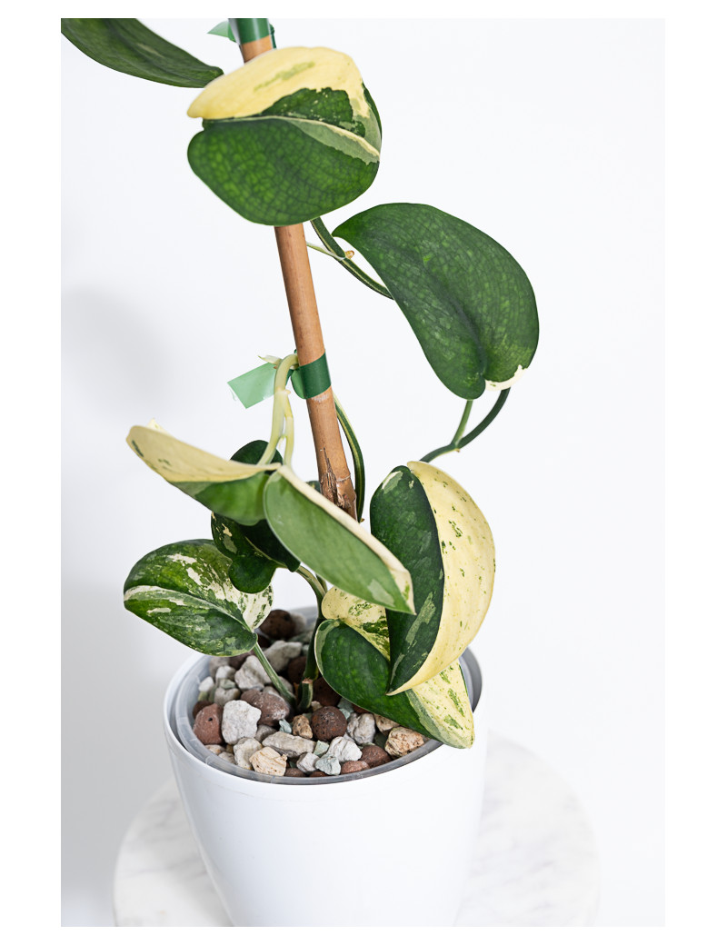 Scindapsus jade satin variegata