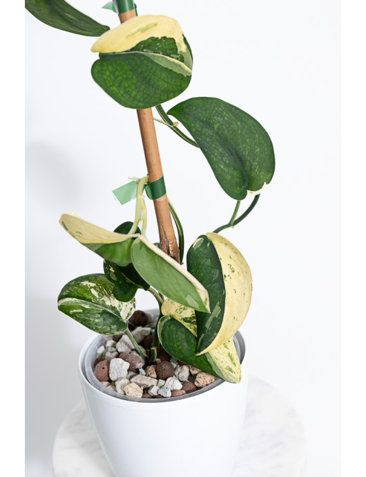 Scindapsus jade satin variegata