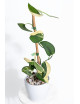 Scindapsus jade satin variegata