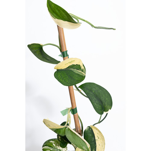 Scindapsus jade satin variegata