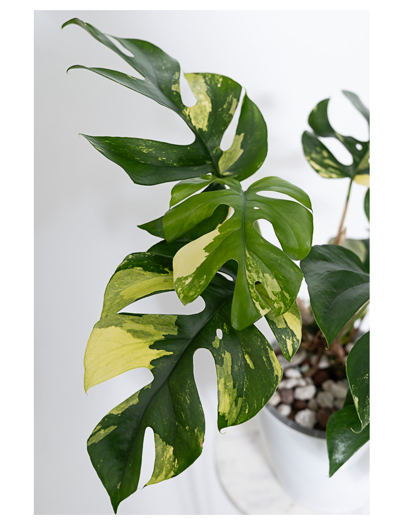 Rhaphidophora tetrasperma variegata