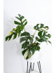 Rhaphidophora tetrasperma variegata